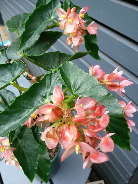 B. ‘Gizmo’